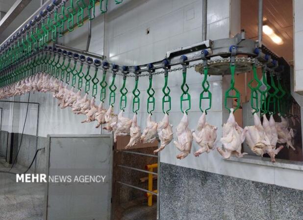 نبود نهاده دامی مرغ‌ها را زودتر و با وزن پایین‌تر راهی کشتارگاه می‌کند