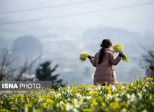 زیبایی خیره‌کننده برداشت گل نرگس در ایران