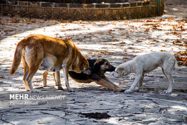 افزایش سگ گزیدگی در یاسوج؛ وعده‌ها تبدیل به خطر برای کودکان می‌شود