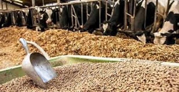 نحوه استفاده از پسماندهای کارخانجات در بهبود تغذیه دام در ایلام