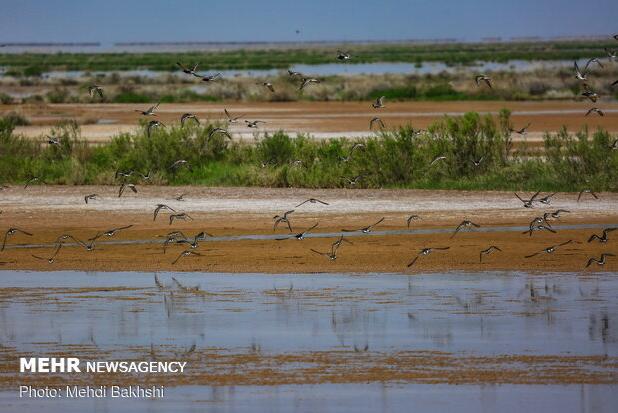 حاجی زاده: حقابه رودخانه شور کلید حیات تالاب‌های قم است