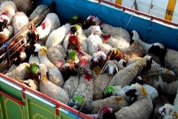۲۰۰۰ راس گوسفند قاچاق از مرزهای پیرانشهر با عراق کشف شد