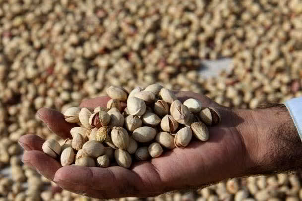 توسعه پایدار کشاورزی و انرژی‌های تجدیدپذیر در زرندیه مورد توجه است