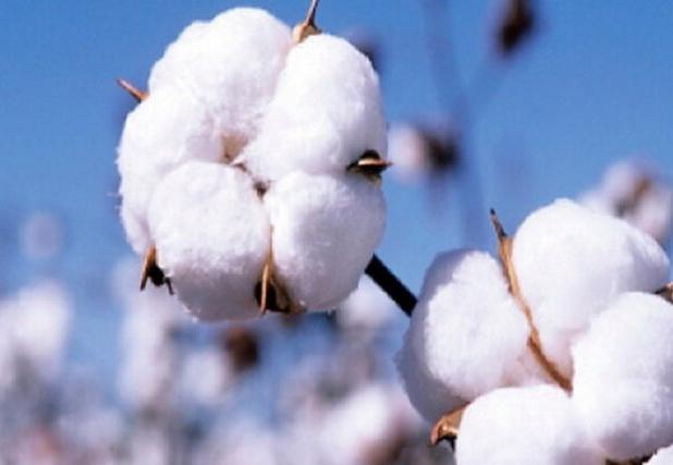 قیمت خرید پنبه در خراسان شمالی عادلانه نیست