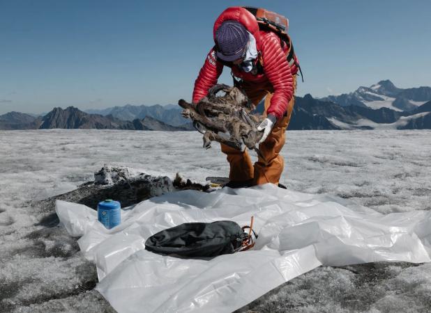 بزکوهی ۵۰۰ ساله از یخچال کوه‌های آلپ سر درآورد
