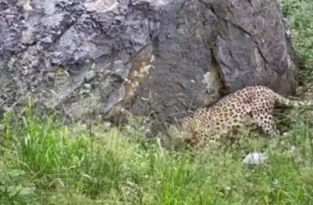 تصاویری دیدنی از حیات وحش منطقه حفاظت شده بولا در ساری