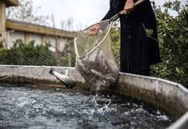 رفع موانع تولید، تسریع تسهیلات و افزایش اعتبارات درخواست‌های تولیدکنندگان ماهی بدره