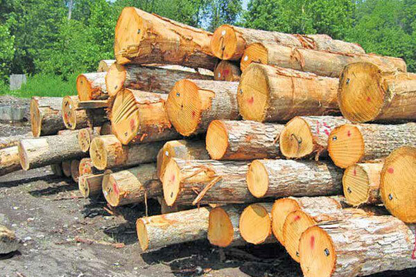 توسعه ۷۰۰ هکتاری زراعت چوب در کرمانشاه