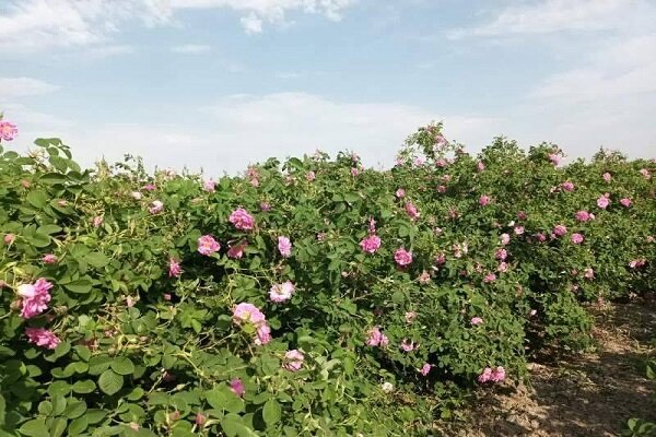 افتتاح اولین باغ موزه گل محمدی در جنوب پایتخت