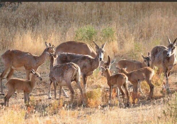 کاهش منابع آبی، تهدیدی جدی برای حیات‌وحش جزایر دریاچه ارومیه