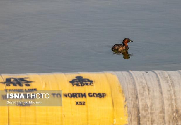 تا مشکلات زیست‌محیطی نفت رفع نشود، مجوز جدید توسعه در غرب کارون صادر نمی‌شود
