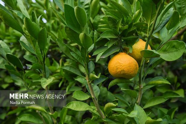 آغاز فصل برداشت مرغوب ترین نارنگی کشور در هرمزگان