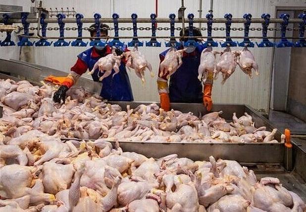 تامین مرغ ماه رمضان در خراسان شمالی به اندازه کافی