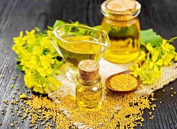 نیاز کشور به «کلزا» حدود ۳.۵ میلیون تن است