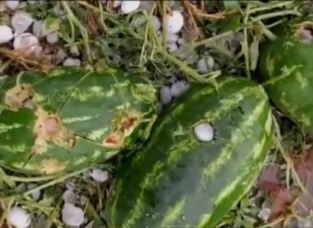 بارش تگرگ در تنگ ارم و خسارت به محصولات کشاورزی