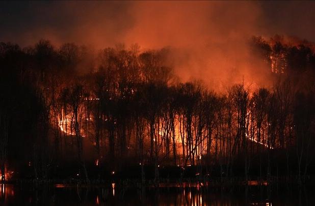 دو سوم آتش‌سوزی‌های سطح کشور در جنگل‌های زاگرس است
