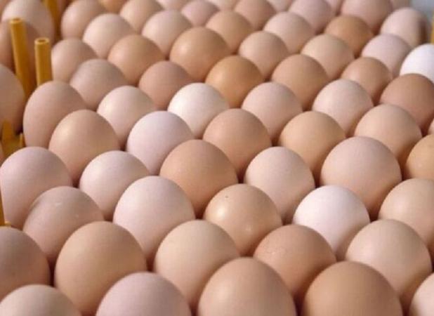 کشف بیش از ۱۷ تن تخم مرغ قاچاق در هرمزگان