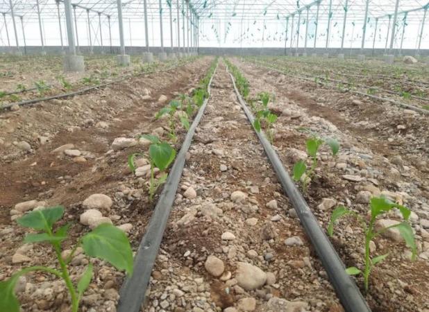 مرادی: ۷۰ درصد اراضی کشاورزی هرمزگان به سیستم آبیاری تحت فشار مجهز شد