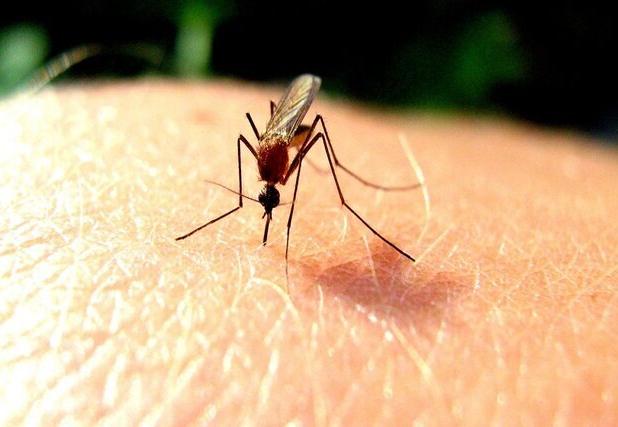 اجرای کمپین مبارزه با مالاریا در سیب و سوران