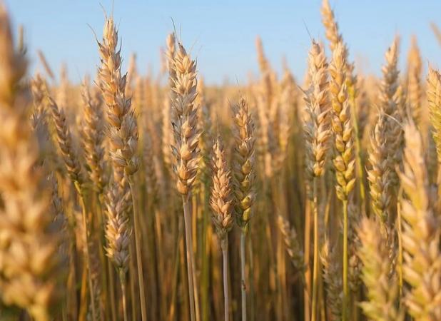 مطالبات گندمکاران کرمانشاه به‌طور کامل پرداخت شد