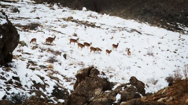 اجرای سرشماری پستانداران شاخص پناهگاه حیات وحش سفیدکوه ازنا