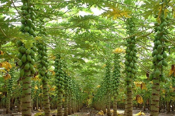کشت ۳۰ هکتار پاپایا در سرباز؛ میوه ای سودآور در مناطق گرمسیری