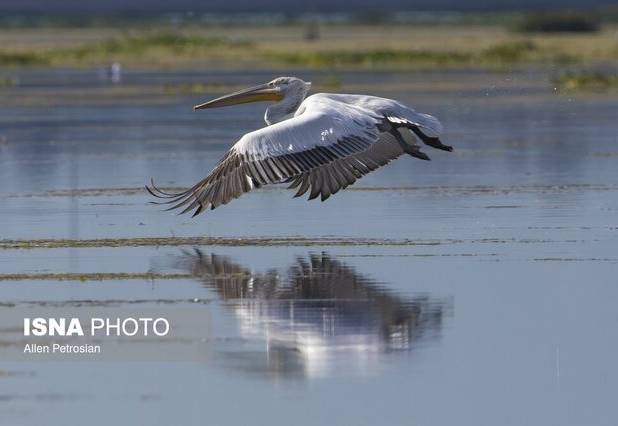 رهاسازی پلیکان خاکستری در پناهگاه حیات‌وحش سلکه