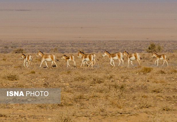 از گور برخاسته؛ نجات گورخر ایرانی در کویر سوزان