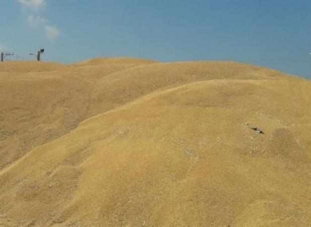 طلب ۴۵ هزار میلیارد تومانی گندم‌کاران پرداخت نشد