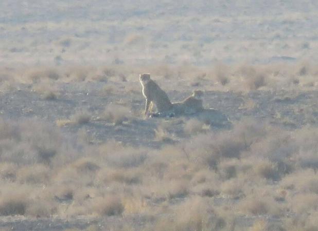 تصویربرداری از ۲ یوزپلنگ آسیایی در پارک ملی توران شاهرود