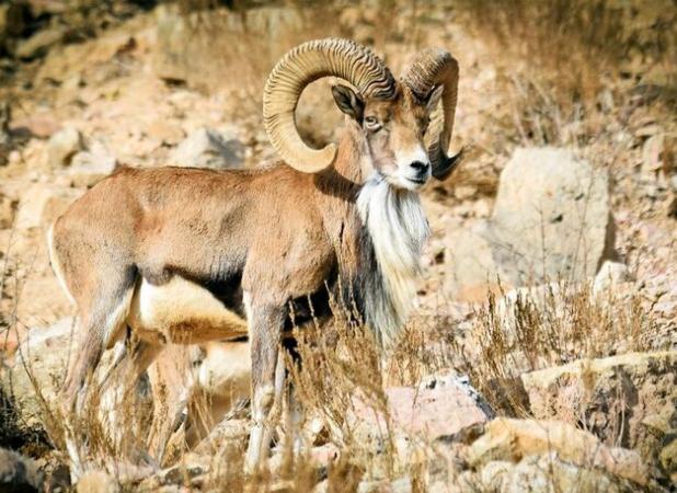 سرشماری حیات وحش در قرق اختصاصی پیشنهادی لنگر انجام شد