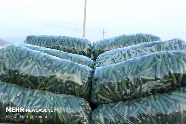 عرضه گسترده خیار سبز در میادین تره بار هشتبندی هرمزگان