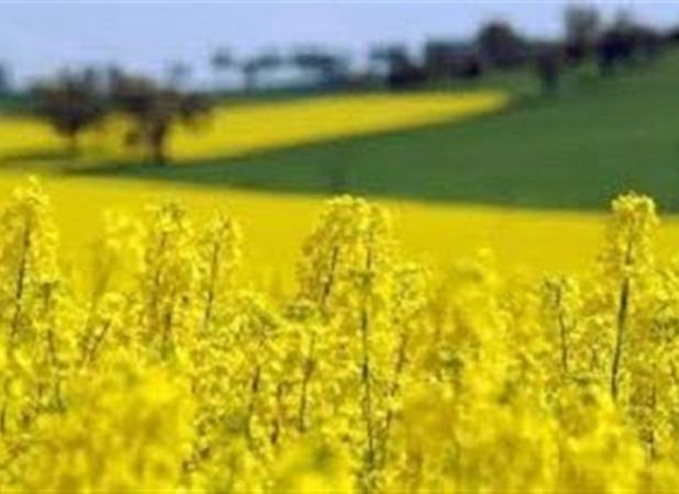 پیش‌بینی کشت ۲۳۰ هزار هکتار کلزا در سال زراعی جاری