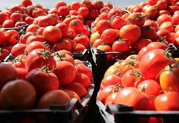رئیس اتحادیه بارفروشان همدان: قیمت گوجه‌فرنگی به‌زودی به تعادل می‌رسد