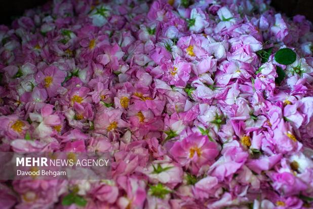 کرم‌زاده:ثبت «رز طایف» عربستان هیچ ارتباطی با «گل محمدی» ایران ندارد