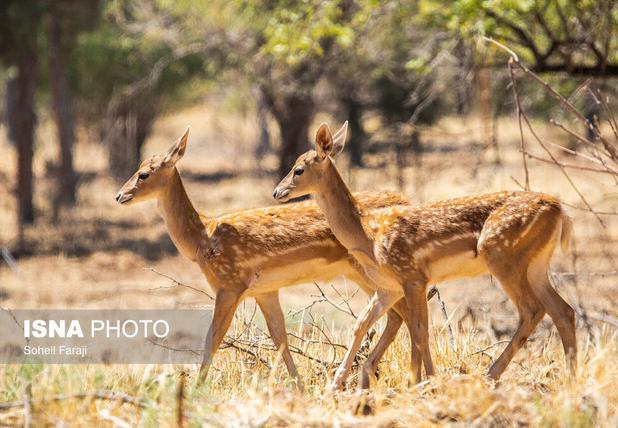 تخمین و سرشماری جمعیت گوزن زرد ایرانی در پارک ملی دز 