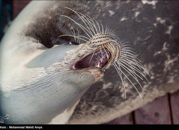 تلف شدن ۶۰ پستاندار دریایی به دنبال نشت نفت در دریای سیاه