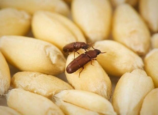 گزش شپشک برنج نگران‌کننده نیست؛ این حشره ناقل بیماری نیست
