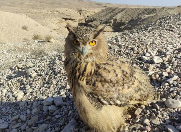 رهاسازی «شاه بوف» در دامغان؛ حضور «جغد» نشانه‌ای از سلامت اکوسیستم است