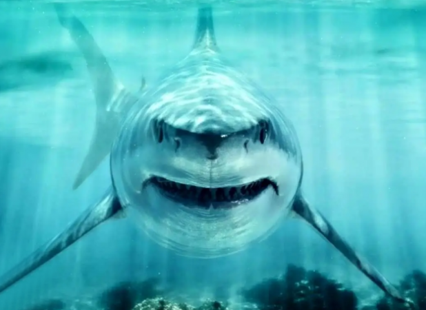 این کوسه در عصر دایناسورها سلطان اقیانوس‌ بود!