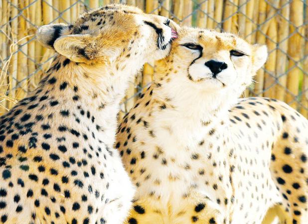 ماه عسل زوج ایرانی در کنار یوزپلنگ های ایرانی !