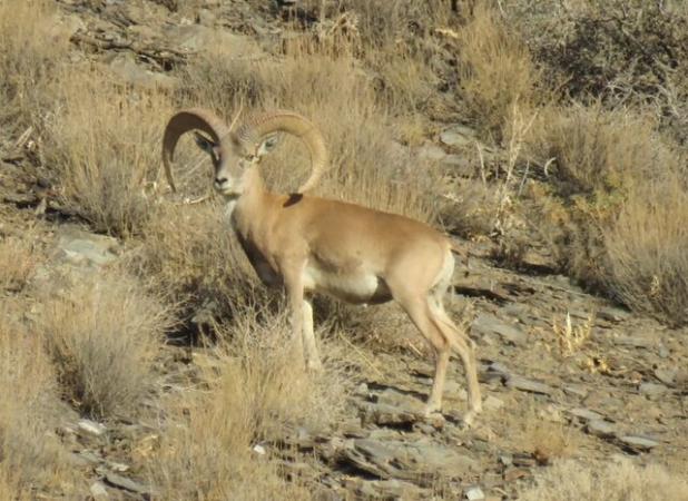 خشکسالی و کمبود منابع آبی پایدار؛ معضلی برای حیات‌وحش