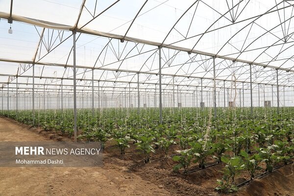 بهره‌برداری از ۶۲ پروژه بخش کشاورزی در استان بوشهر