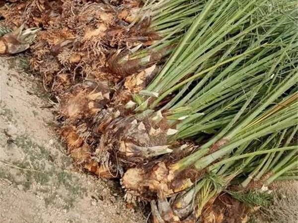 صادرات ۱۰ هزار اصله نهال کشت‌بافتی خرما از مرز مهران به عراق