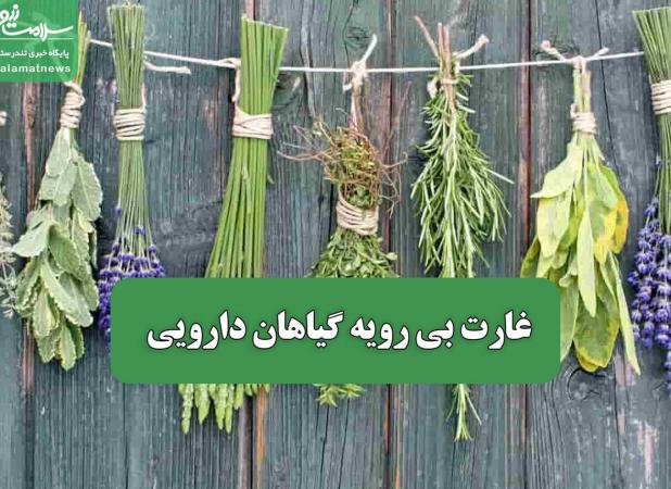 غارت بی رویه گیاهان دارویی