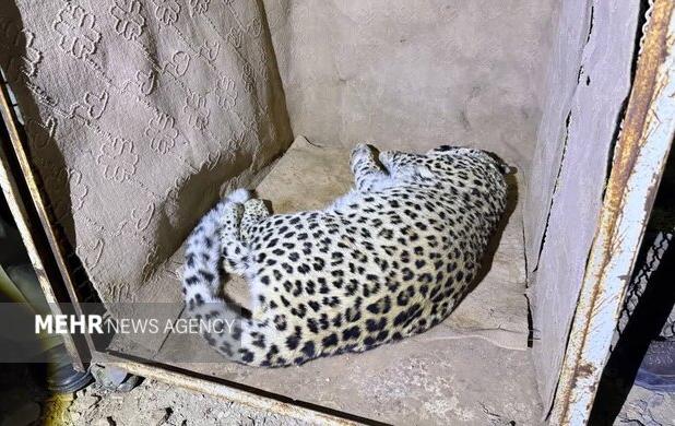پلنگ شهمیرزاد در تور حفاظت؛ «زنده‌گیری»برای نجات حیات‌وحش و امنیت مردم