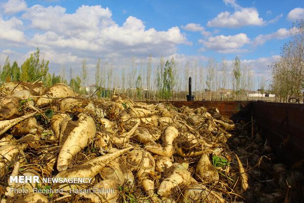 رکوردشکنی استان گلستان در کشت چغندرقند