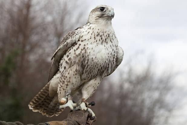 فرمانده مرزبانی بوشهر: محموله قاچاق پرندگان کمیاب و گران قیمت توقیف شد