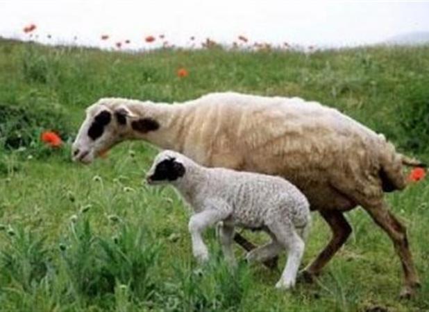 گوسفند زنده کیلویی ۳۰۰ هزار تومان در آستانه عید قربان
