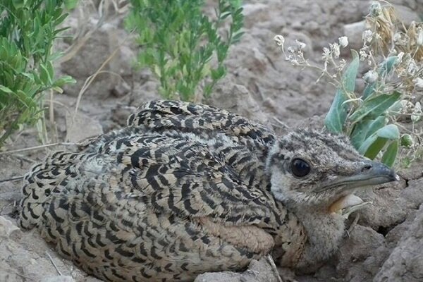 سایت پسماند بوکان تهدیدی بر زیستگاه میش مرغ در معرض انقراض